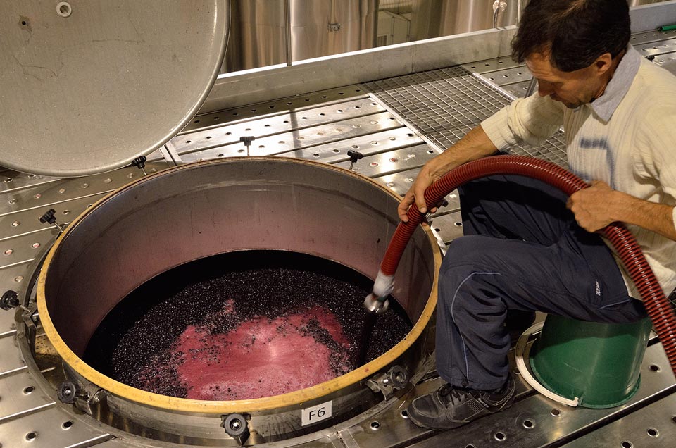 Ферментация вина. Мацерация мезги. Мацерация в виноделии. Технология виноделия. Производство вина.